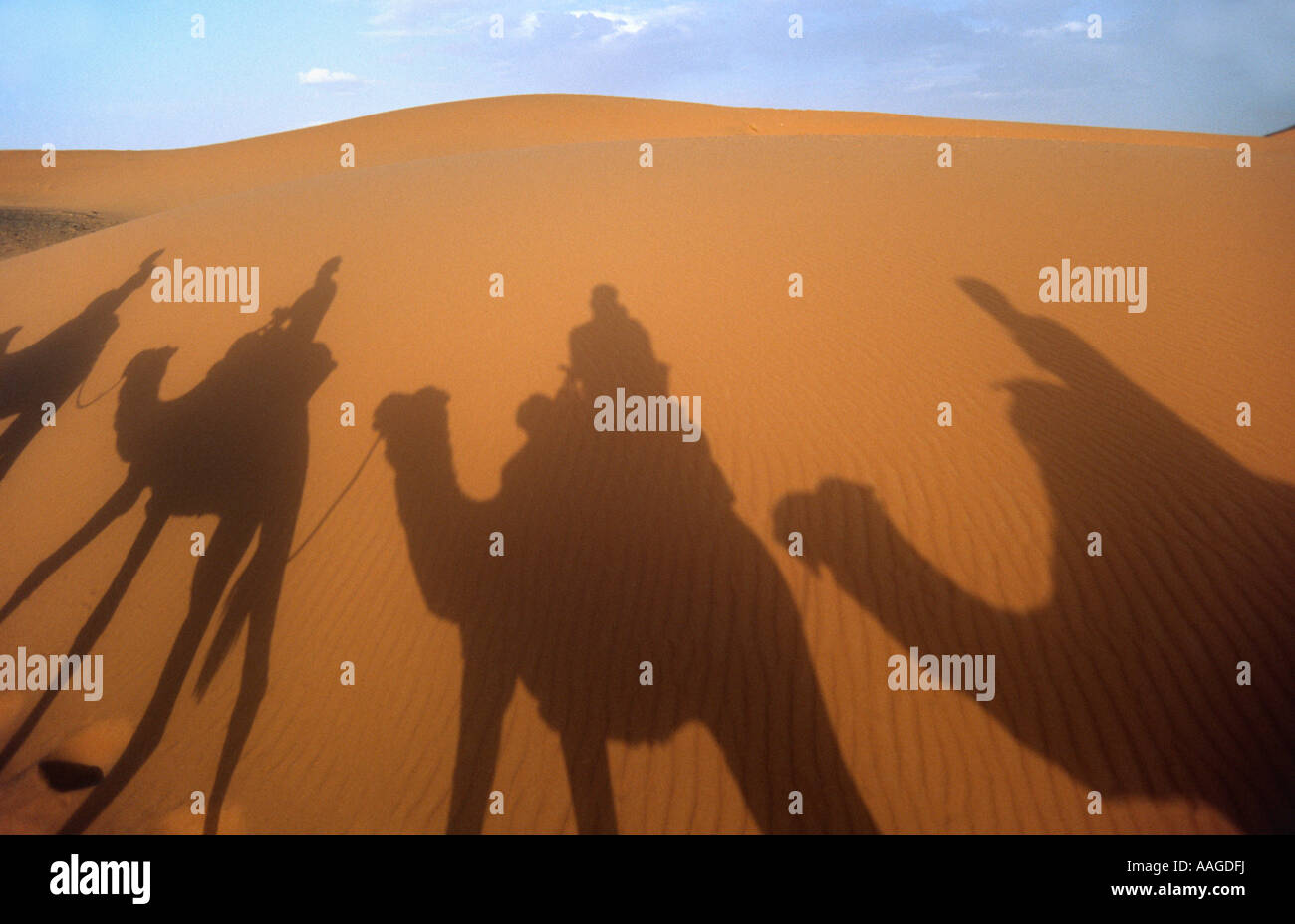 Kameltrekking in den Dünen von Erg Chebbi, Merzouga, Marokko Stockfoto