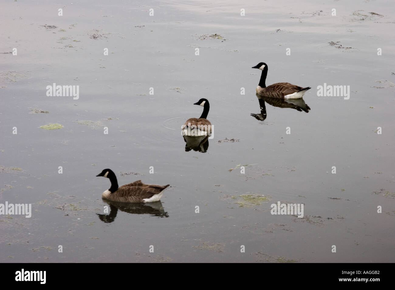 Die Feuchtgebiete im Zentrum Barnes London England UK Stockfoto