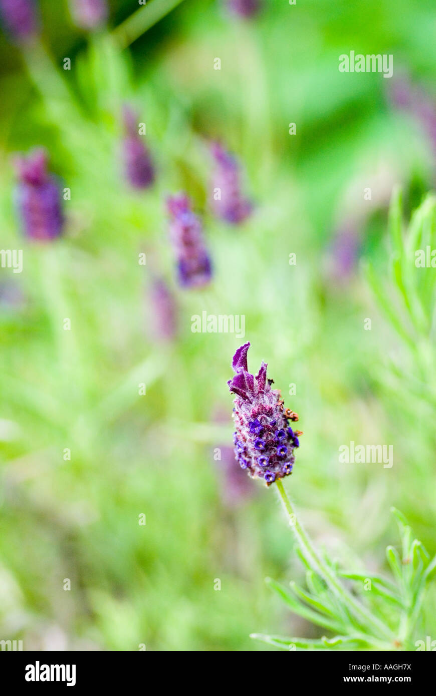 Französischer Lavendel Stockfoto