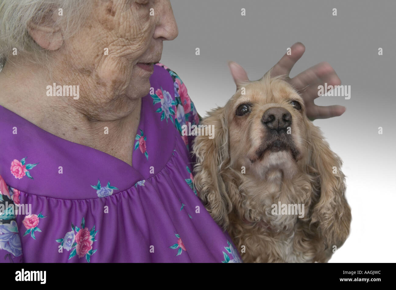 Eine ältere Frau und ihr Cocker spaniel Stockfoto