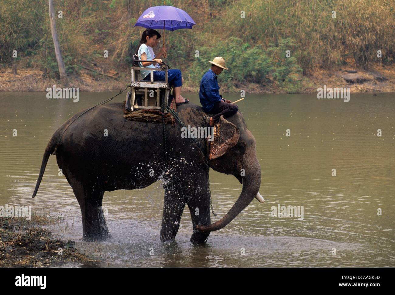 Thailand Chiang Mai Thai Elephant Conservation Centre Elefant Fahrten für Touristen Stockfoto