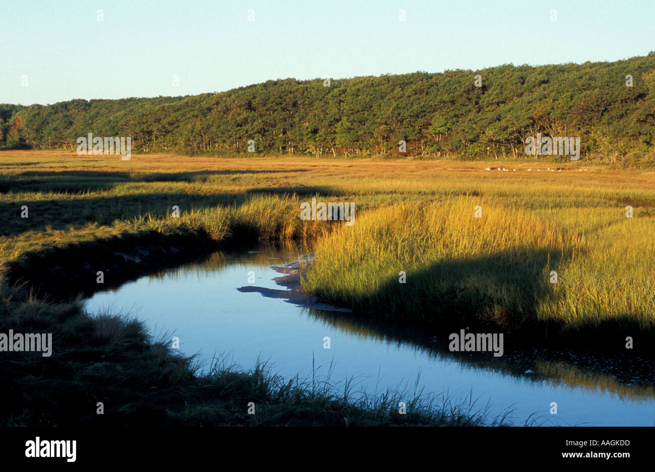 Biddeford ME A Priel und Salz-Sumpf in der Nähe von Biddeford Pool TPL-Projekt Anuszewski-Eigenschaft Stockfoto