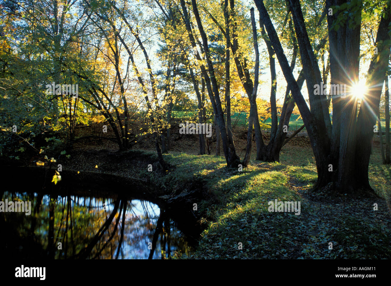 Bäume am Ufer in der Morgendämmerung Stockfoto