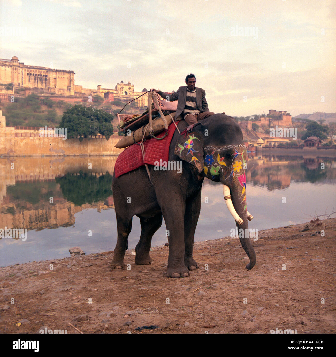 Elefant in Indien Stockfoto