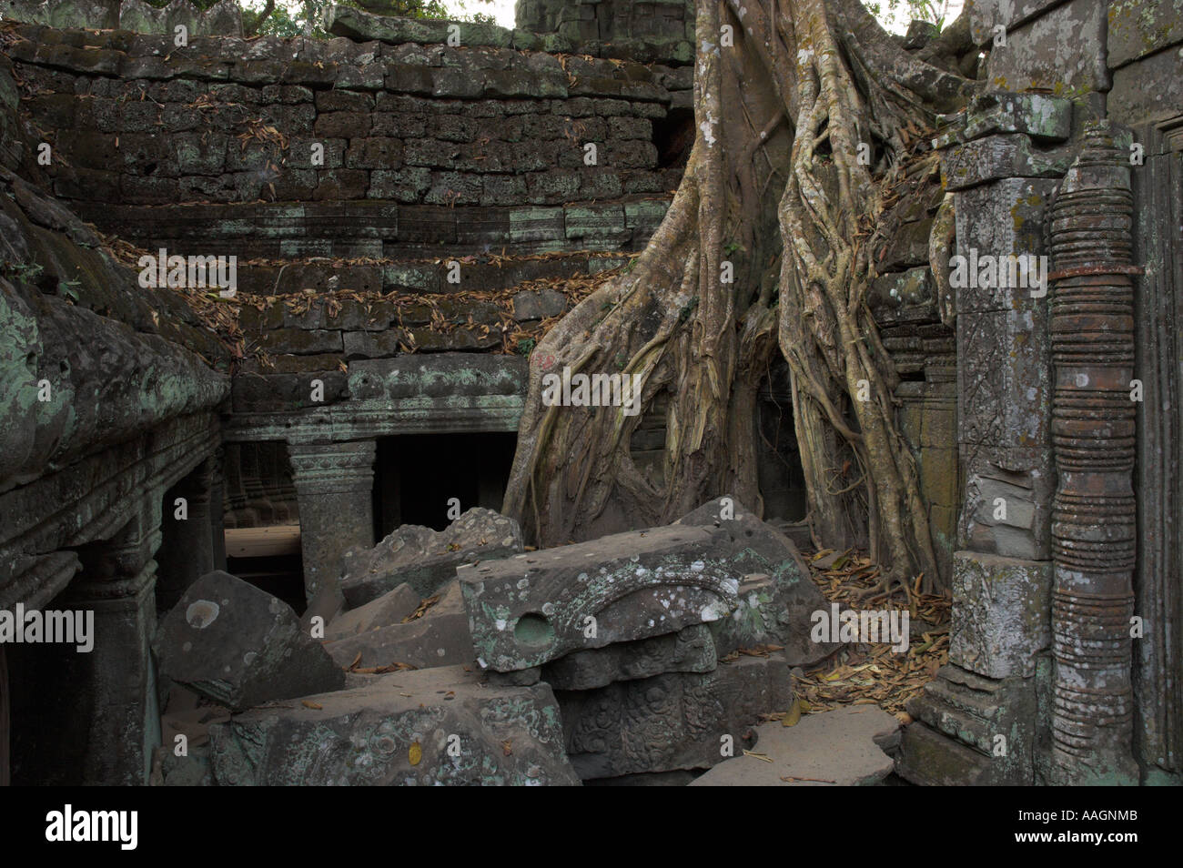 Kambodscha Siem Reap Provinz Tempeln von Angkor Archäologische Park Ta Prohm Tempel Innenhof mit erwachsen riesigen Baum Wurzeln Stockfoto