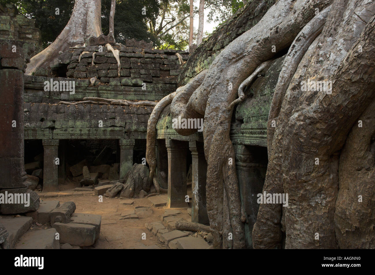 Kambodscha Siem Reap Provinz Tempeln von Angkor Archäologische Park Ta Prohm Tempel Innenhof mit erwachsen riesigen Baum Wurzeln Stockfoto