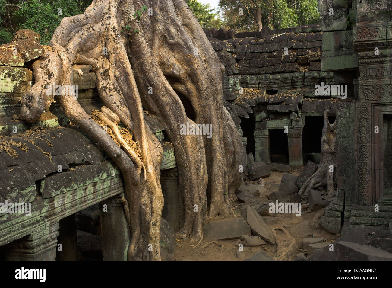 Kambodscha Siem Reap Provinz Tempeln von Angkor Archäologische Park Ta Prohm Tempel Innenhof mit erwachsen riesigen Baum Wurzeln Stockfoto