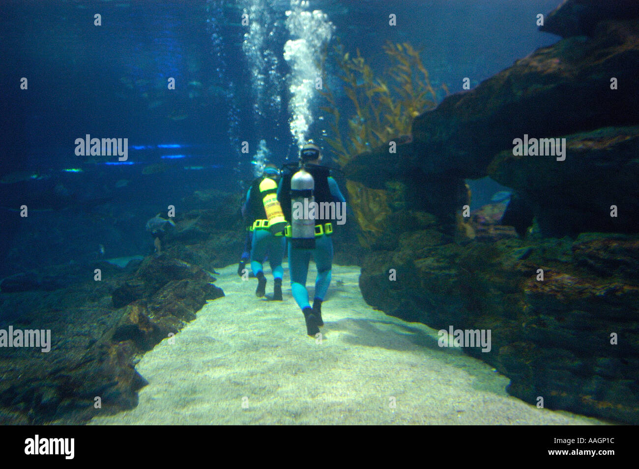 Taucher entdecken Sie Tauchen zum ersten Mal bei Busan Aquarium Busan in Südkorea Stockfoto