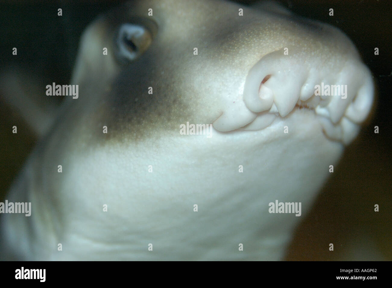 Port Jackson Hai Heterodontus Portusjacksoni Mund Detail vor allem im südwestlichen Australien gefangen finden Stockfoto