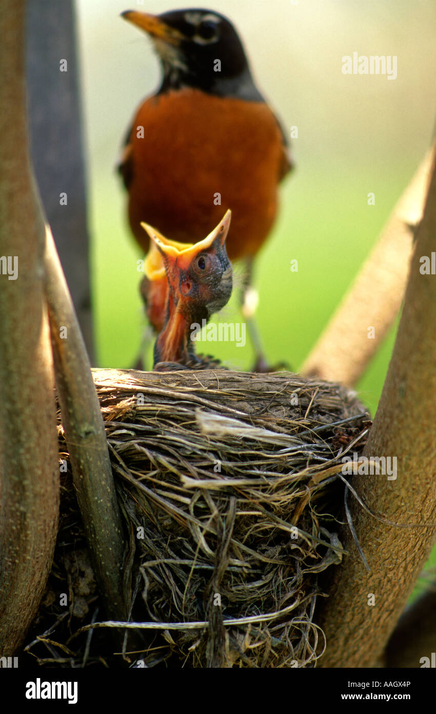 Baby Robin mit offenen Schnabel warten auf eine Fütterung Stockfoto