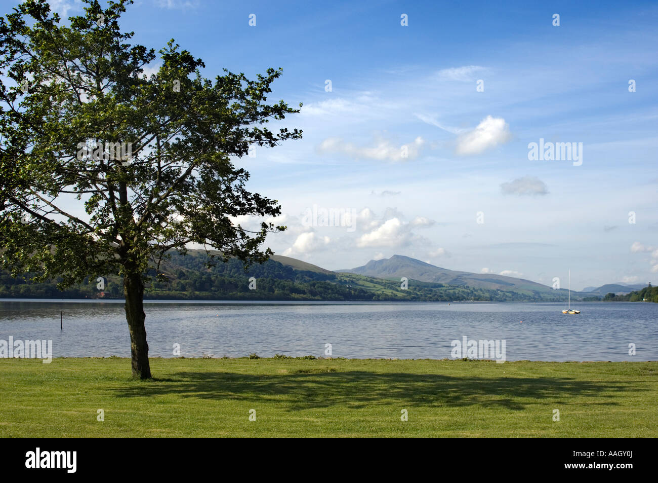 Einsamer Baum von Bala Lake (Llyn Tegid) Norden von Wales mit Blick auf Aran Fawddwy Berge in Ferne Sommermorgen Stockfoto