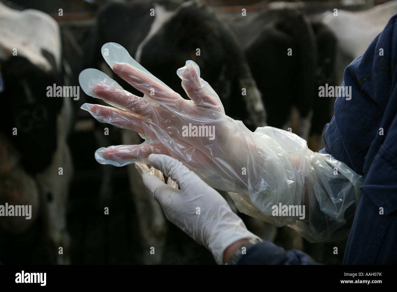 Tierarzt für die Universität von Utrecht arbeiten auch behandelt Tiere in der Gegend redaktionelle Nutzung nur keine negativen Publizität Stockfoto