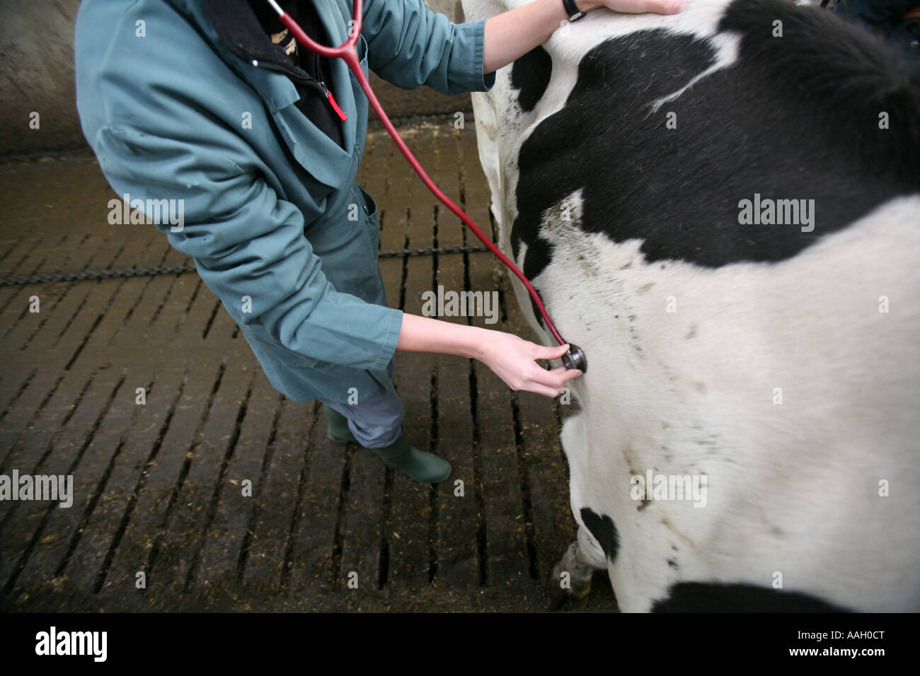 Tierarzt für die Universität von Utrecht arbeiten auch behandelt Tiere in der Gegend redaktionelle Nutzung nur keine negativen Publizität Stockfoto