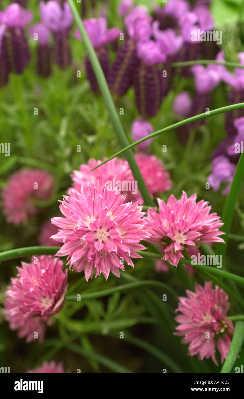 SCHNITTLAUCH BLUMEN AN JEKKA MCVICARS HERB FARM IN DER NÄHE VON THORNBURY GLOUCESTERSHIRE UK Stockfoto