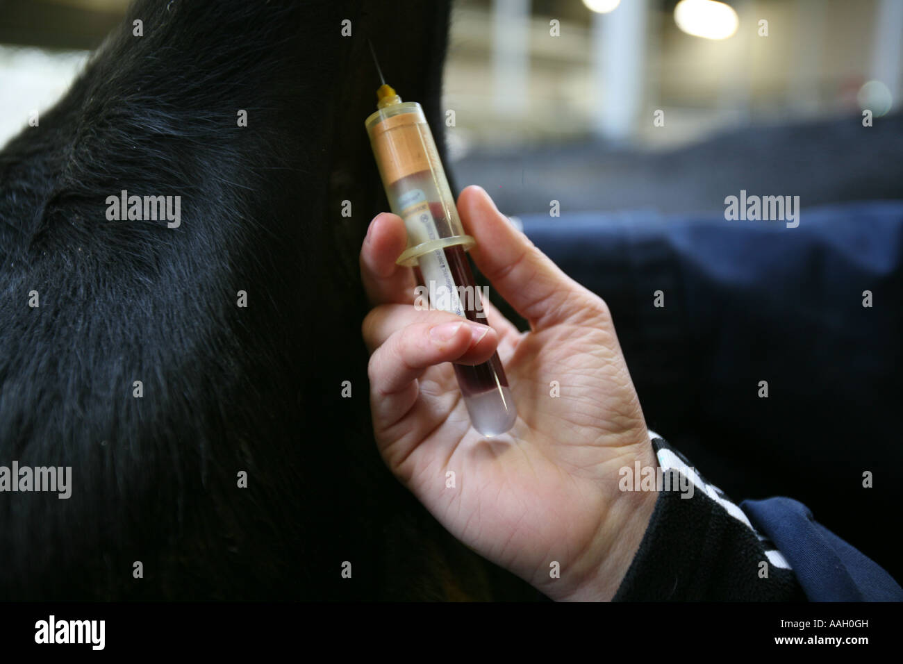 Tierarzt für die Universität von Utrecht arbeiten auch behandelt Tiere in der Gegend redaktionelle Nutzung nur keine negativen Publizität Stockfoto