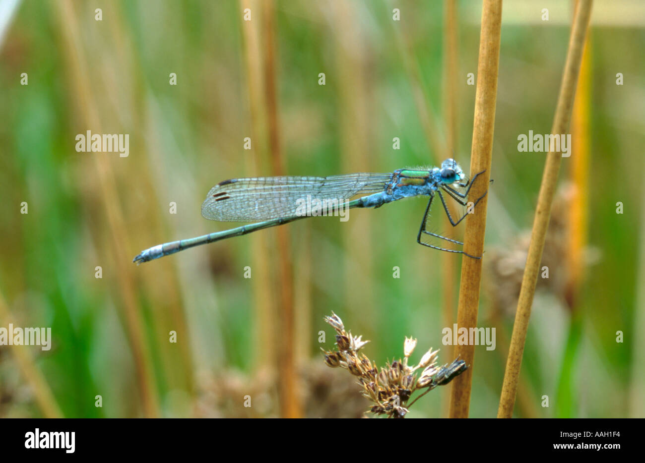 Damselfly (Lestes Sponsa) (bestellen Odonata, Zygoptera-Gruppe). Stockfoto
