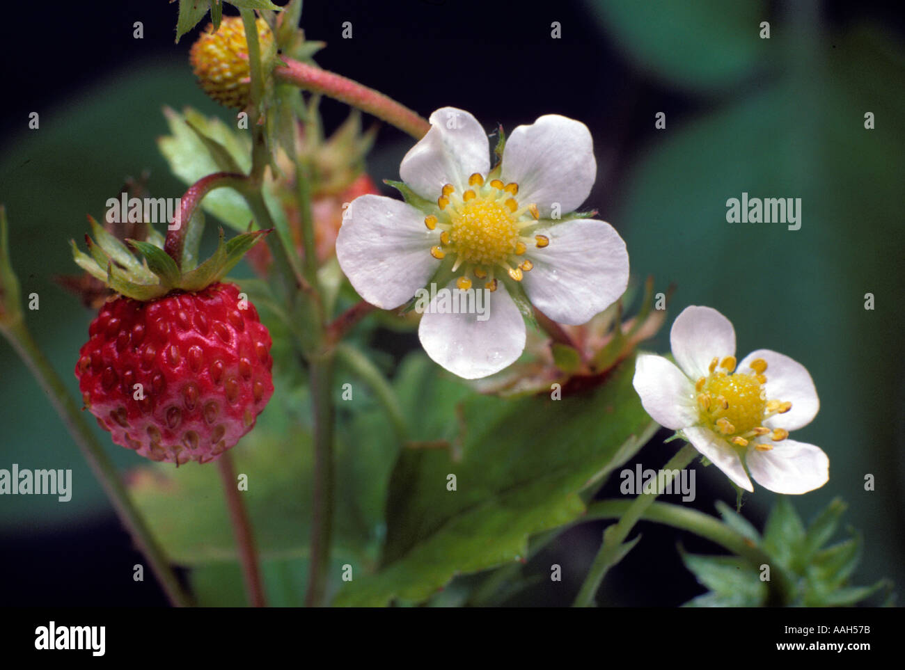 Wilde Erdbeeren Hertfordshire UK Sommer Stockfoto