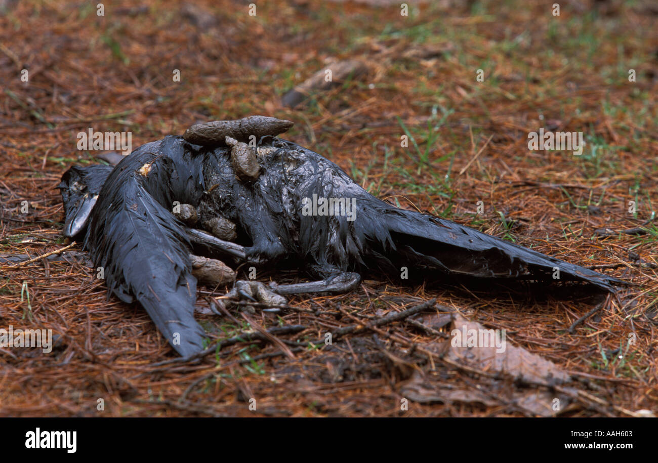 Kassava Rounds Fox marking territory -Fotos und -Bildmaterial in hoher Auflösung – Alamy