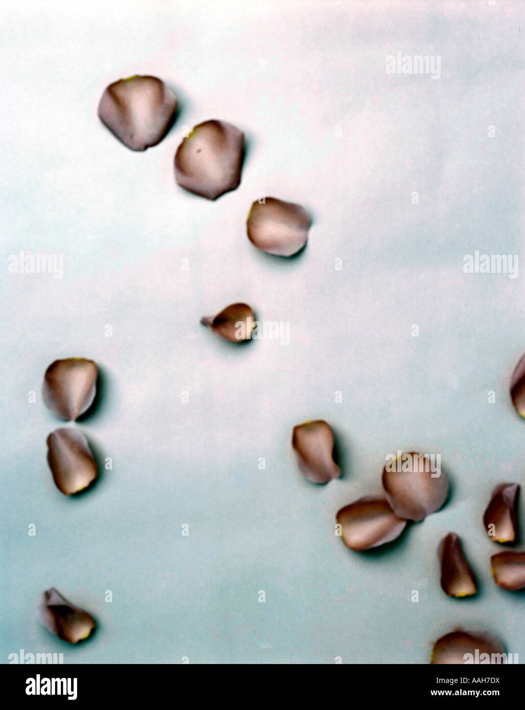 Blütenblatt Stockfoto