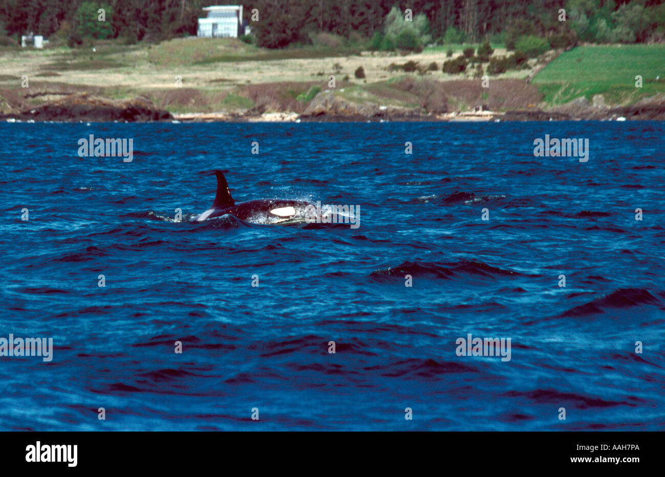 Killer Wale vor der Küste von Victoria British Columbia Kanada Stockfoto