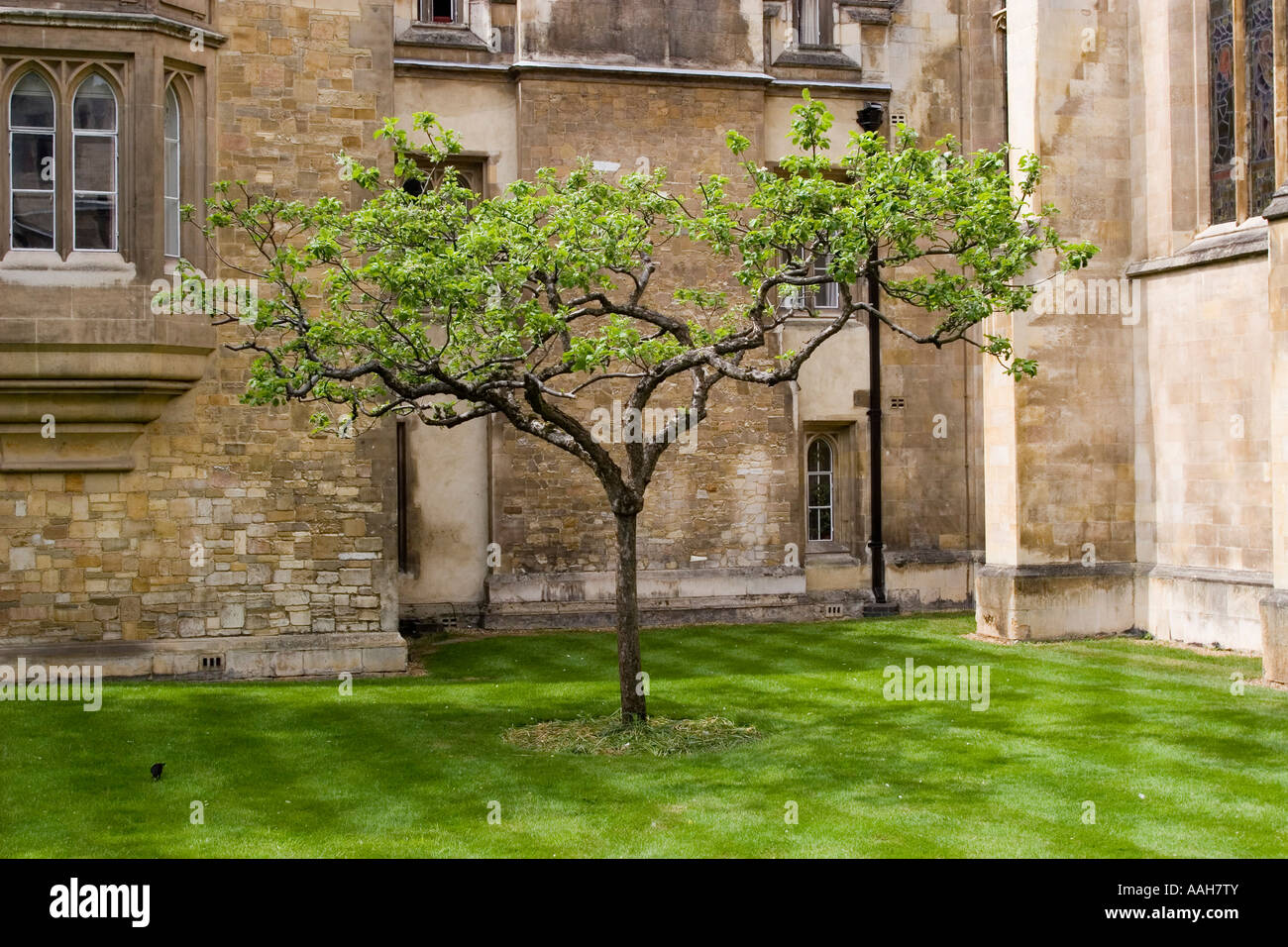 Newtons Apfelbaum vor Trinity College in Cambridge, England Stockfoto