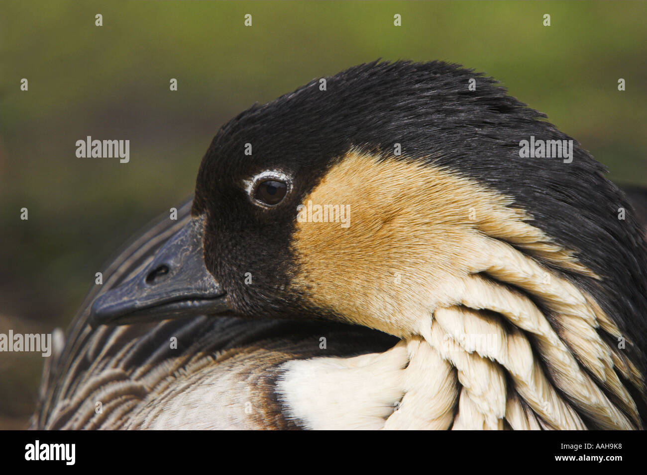 Nene oder hawaiianische Gans Stockfoto