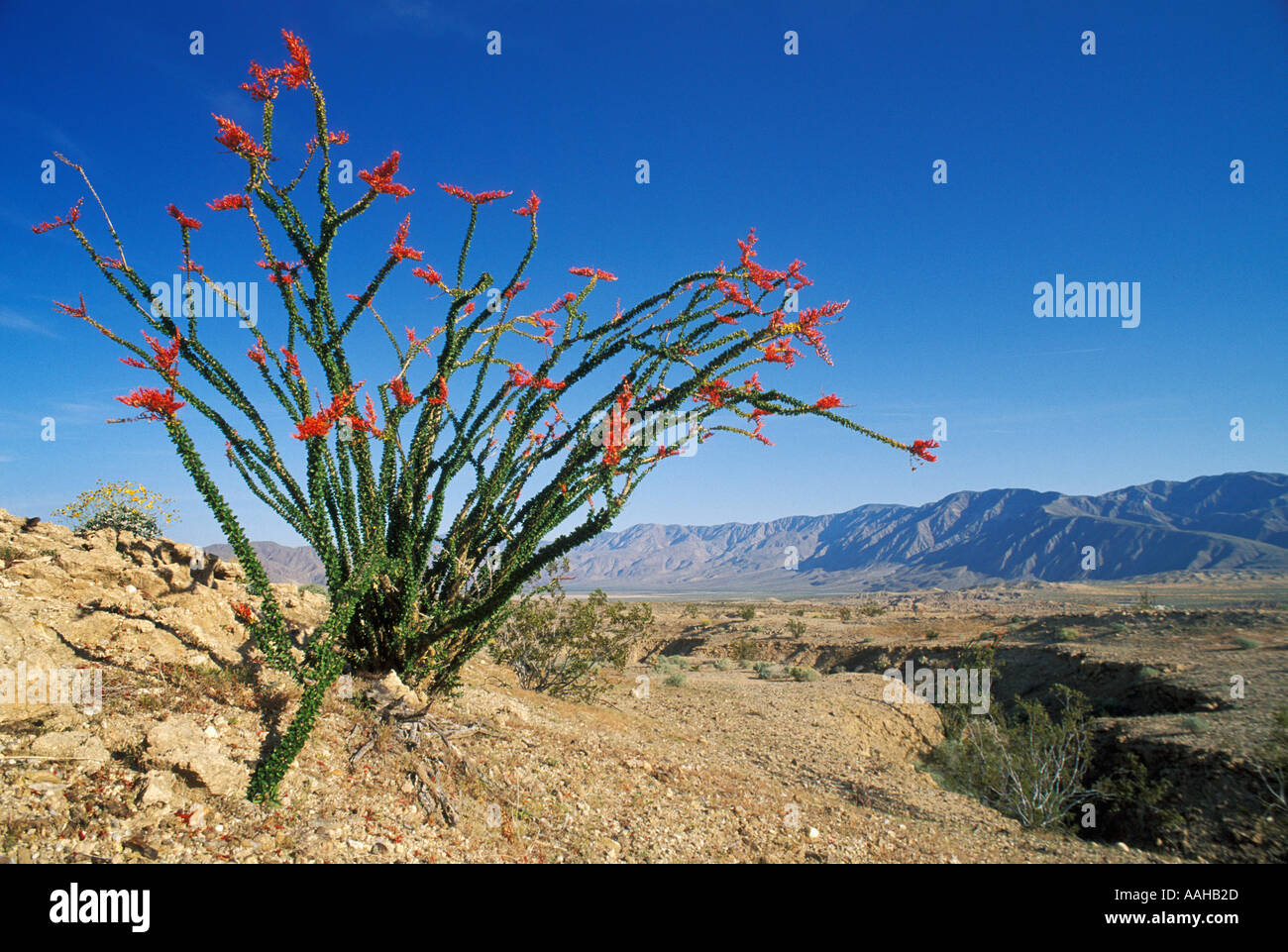Ocotillo Fouquieria Splendens mit der Santa Rosa Berge in der Ferne Anza Borrego Desert State Park Kalifornien USA Stockfoto
