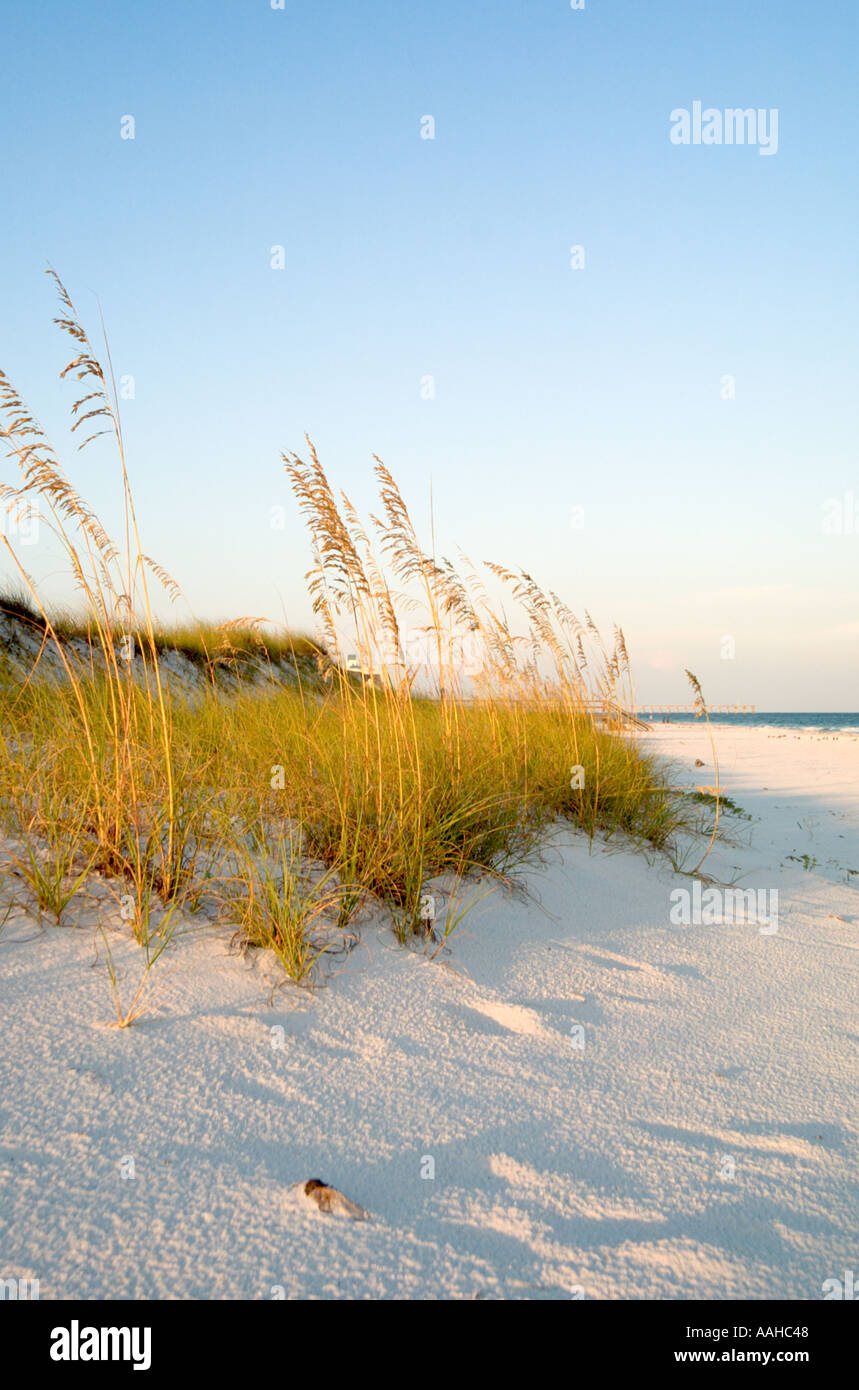 Abschnitt des Strandes in Pensacola, Florida USA mit Sehafer gepflanzt, Strand Erosion zu widerstehen Stockfoto