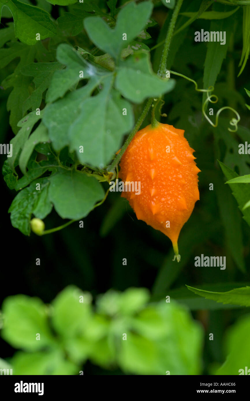 Leuchtend orange bunt spikey Samenkapsel einer Rebe Pflanze, die wächst in Feuchtgebieten von Florida Vereinigte Staaten Stockfoto