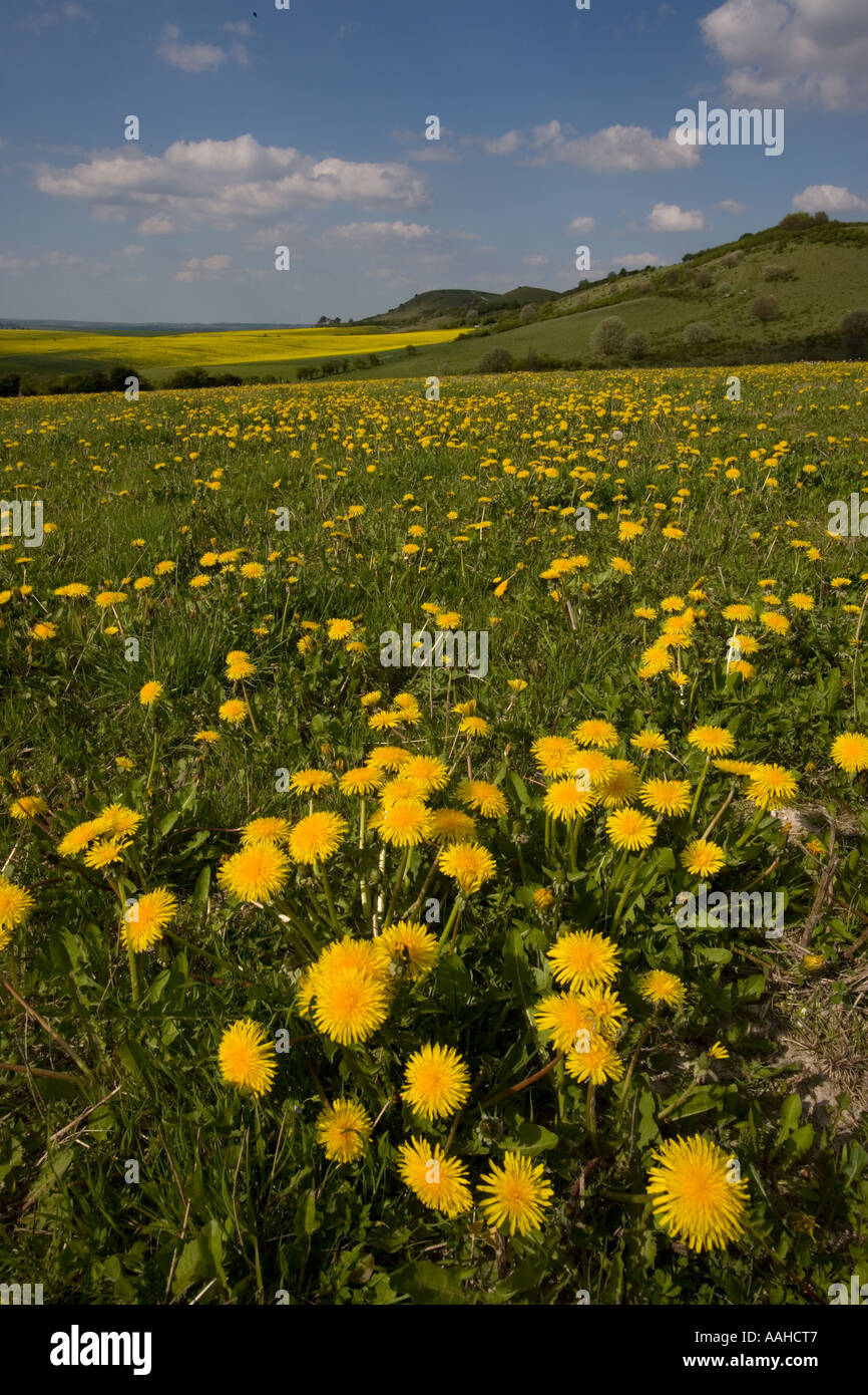 Löwenzahn Ivinghoe Beacon Buckinghamshire UK kann Stockfoto