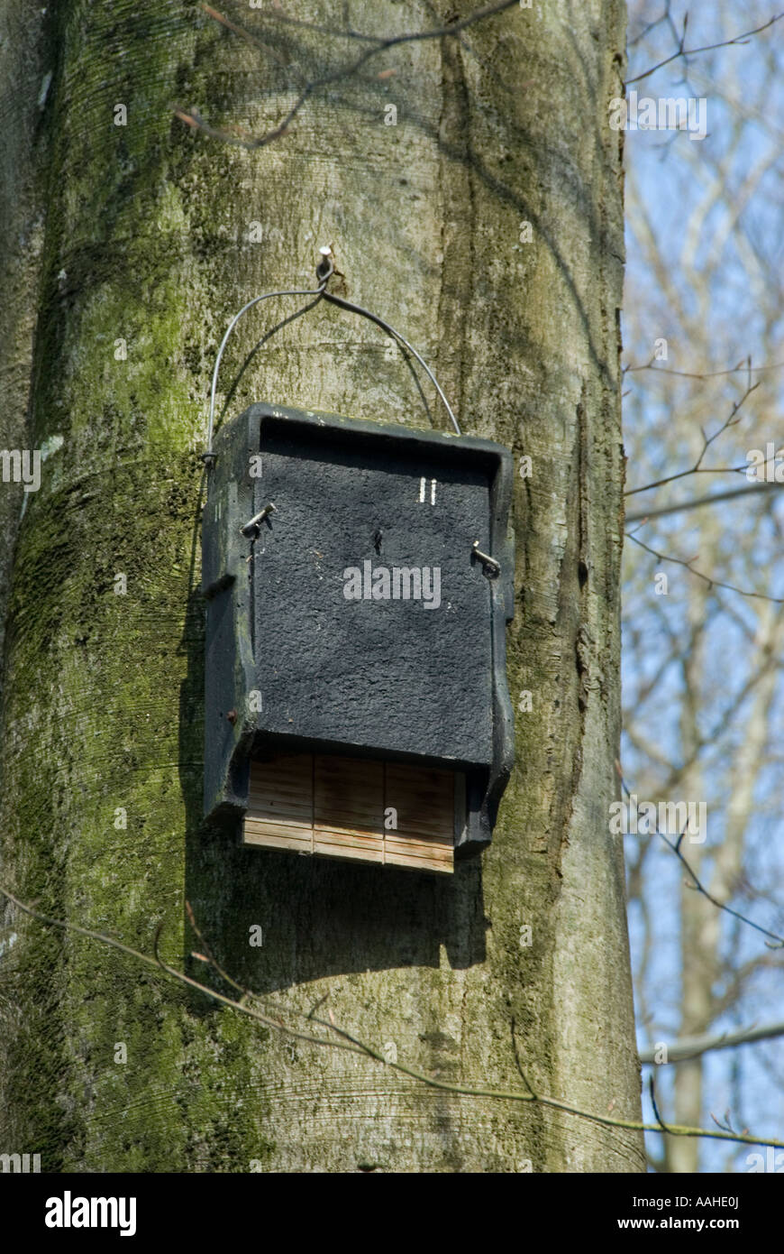Fledermauskasten auf alten Baum im englischen alten Wald Stockfoto
