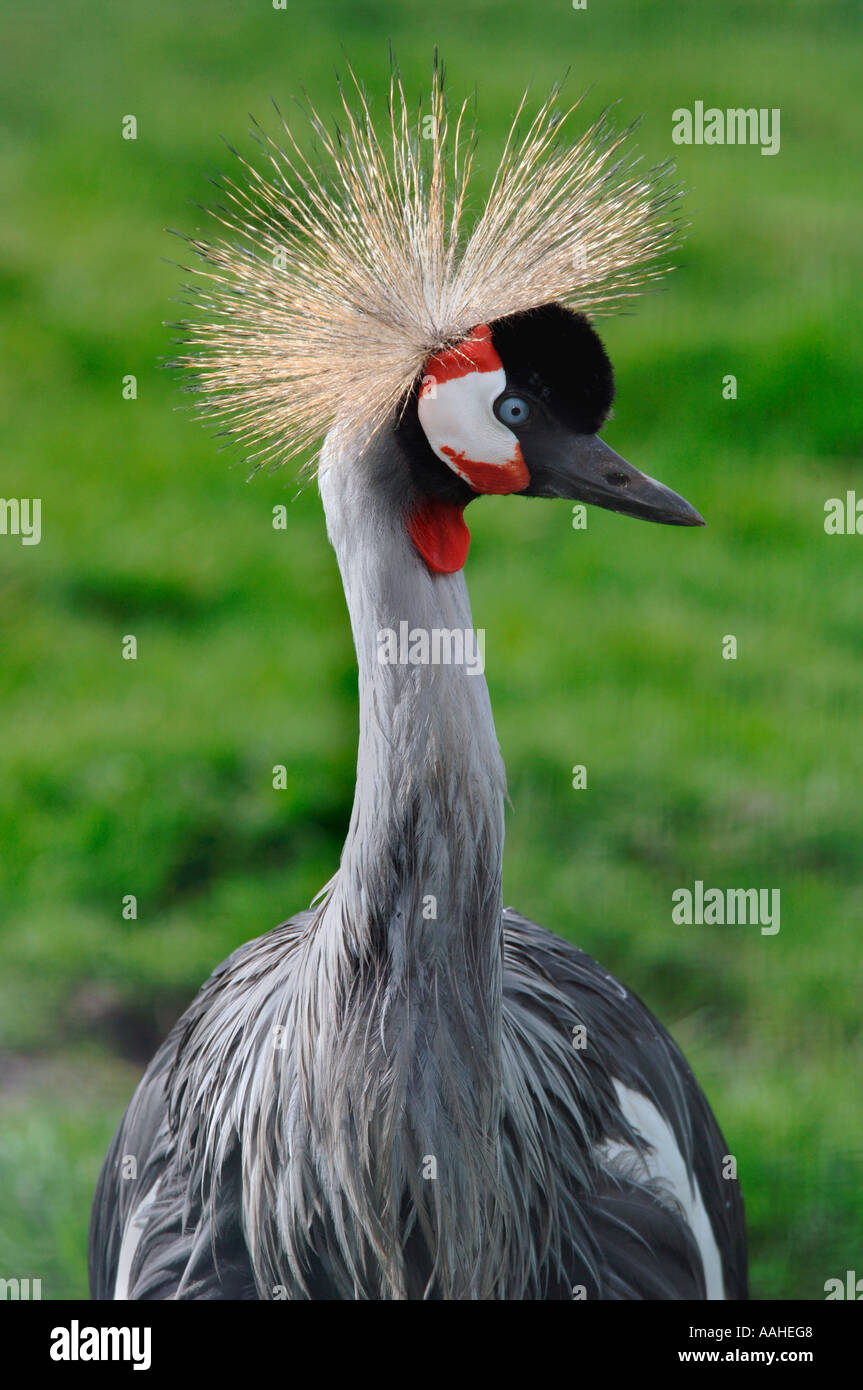 Grau-Necked gekrönter Kran (Balerica Regulorum) Stockfoto