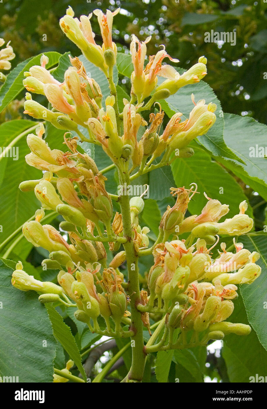 Rosskastanie Blumen Aesculus Marylandica hautnah Stockfoto