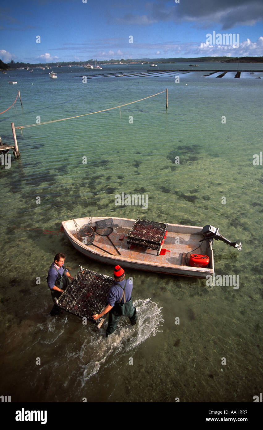 Austernzüchter nehmen Schalen der Samen Austern heraus zu wachsen, Betten Coffin Bay South Australia vertikale Stockfoto