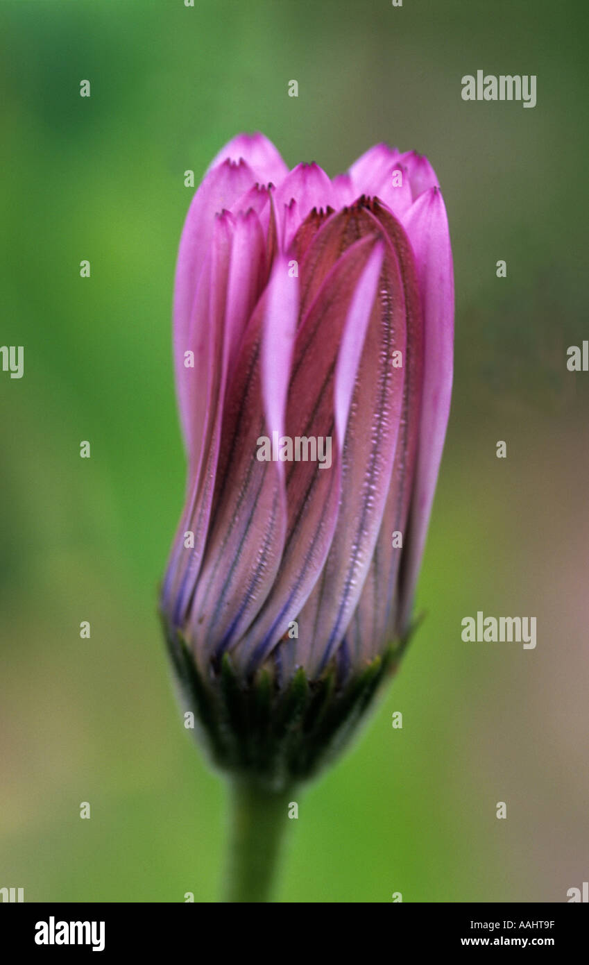 Osteospermum jucundum Stockfoto