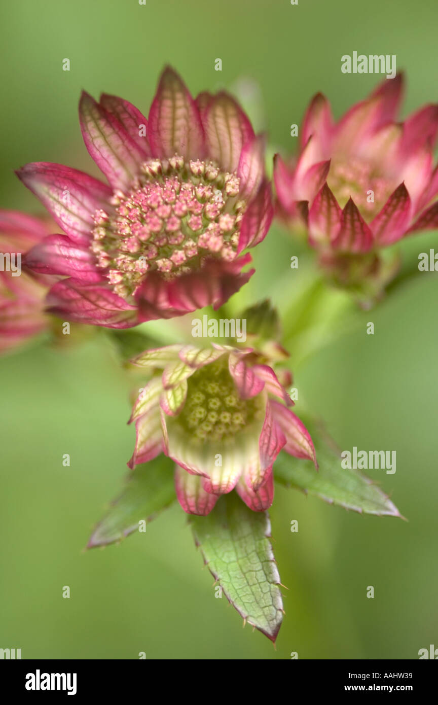 Astrantia große rubra Stockfoto