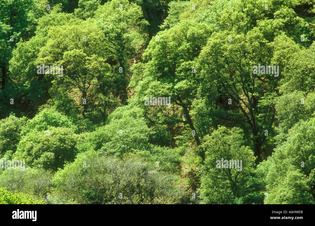 Gemischte Wälder Baldachin Stockfoto