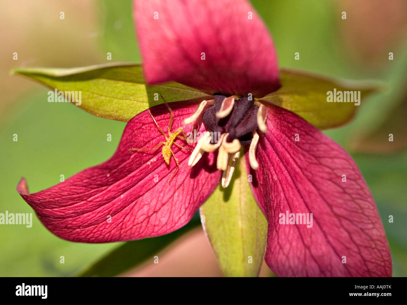 Lila Trillium mit Insekt Stockfoto