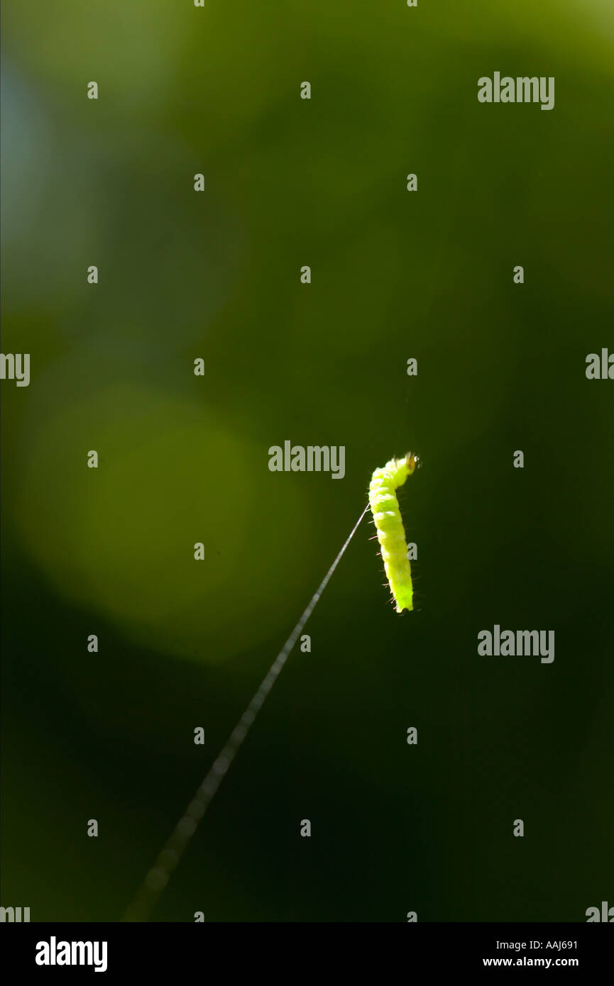 Caterpillar klettert Seidenfaden zu verpuppen Stockfoto