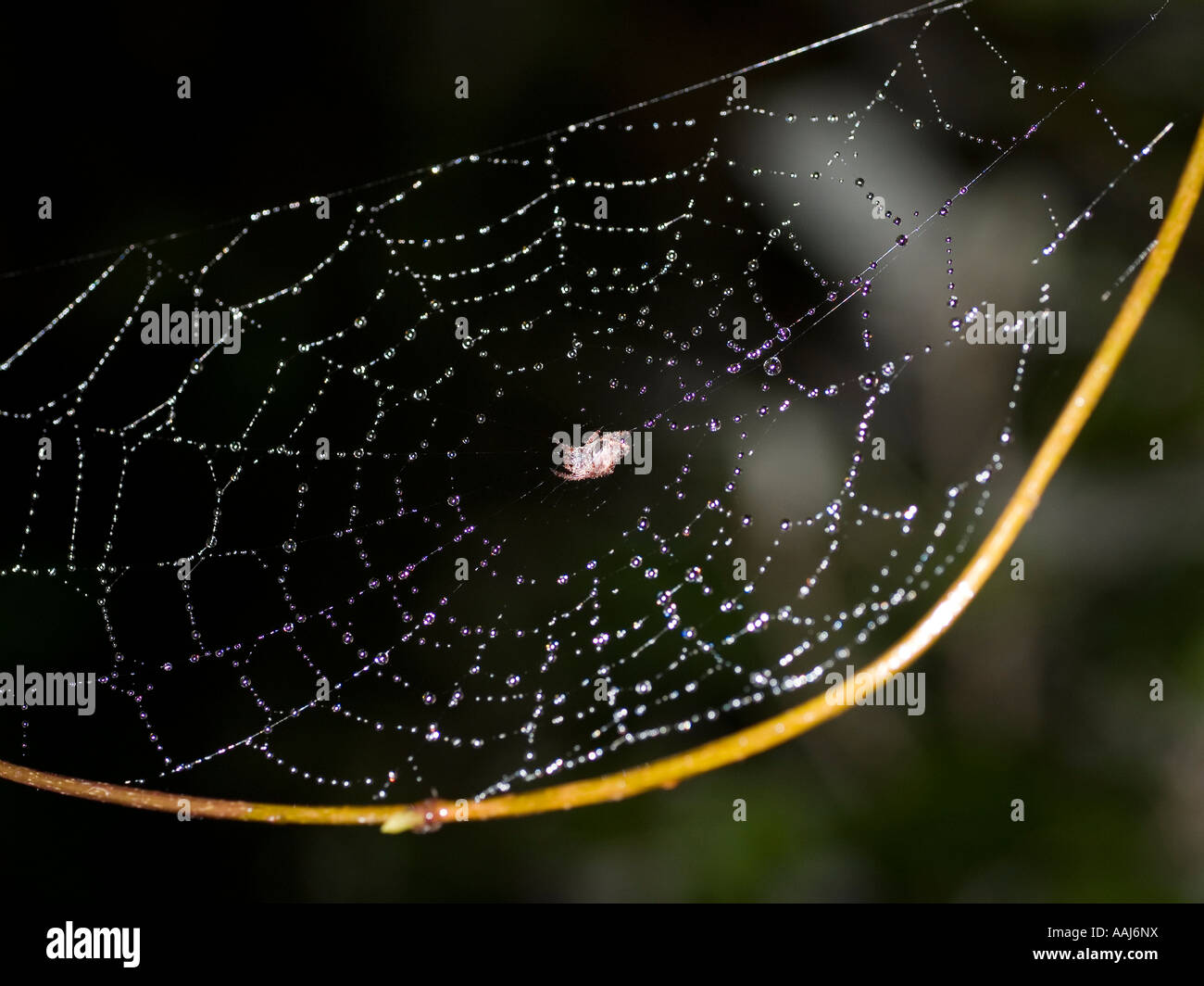 Spinnennetz bedeckt mit Regentropfen mit einer Spinne in der Mitte Stockfoto
