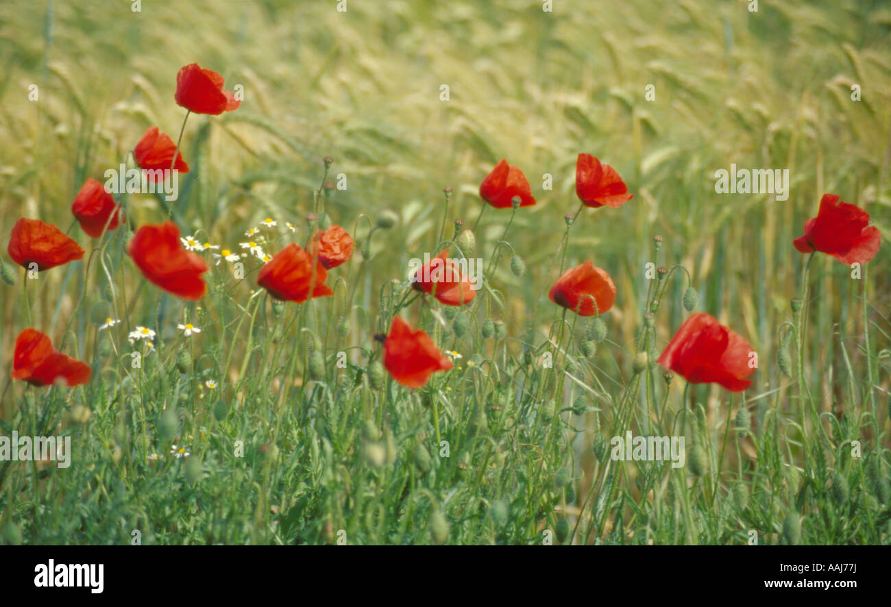 Gemeinsamen Mohn (Papaver Rhoeas) und geruchlos Mayweed (Matricaria Perforata) am Rande einer Gerste Feld, Durham, England, UK. Stockfoto