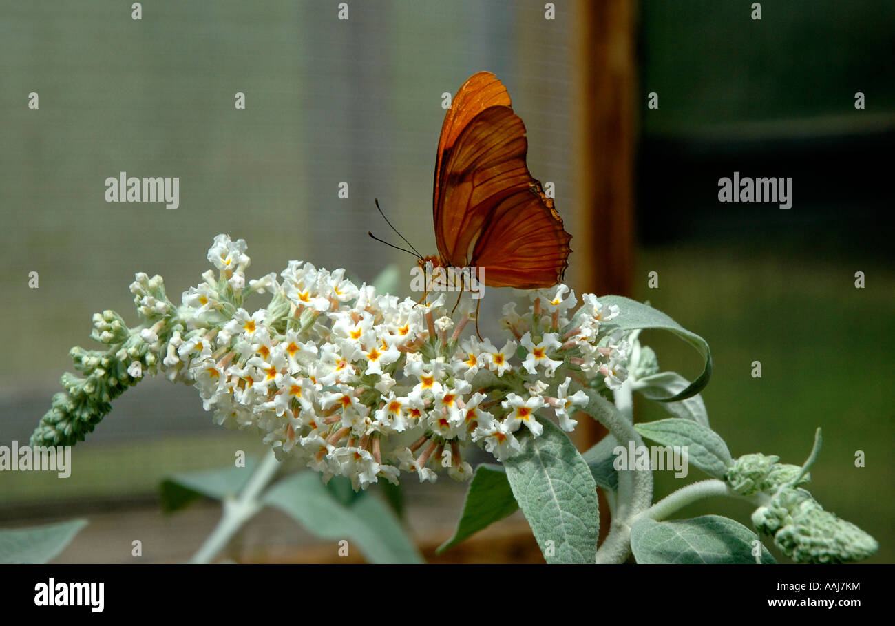 Schmetterling auf blühende Pflanze Stockfoto