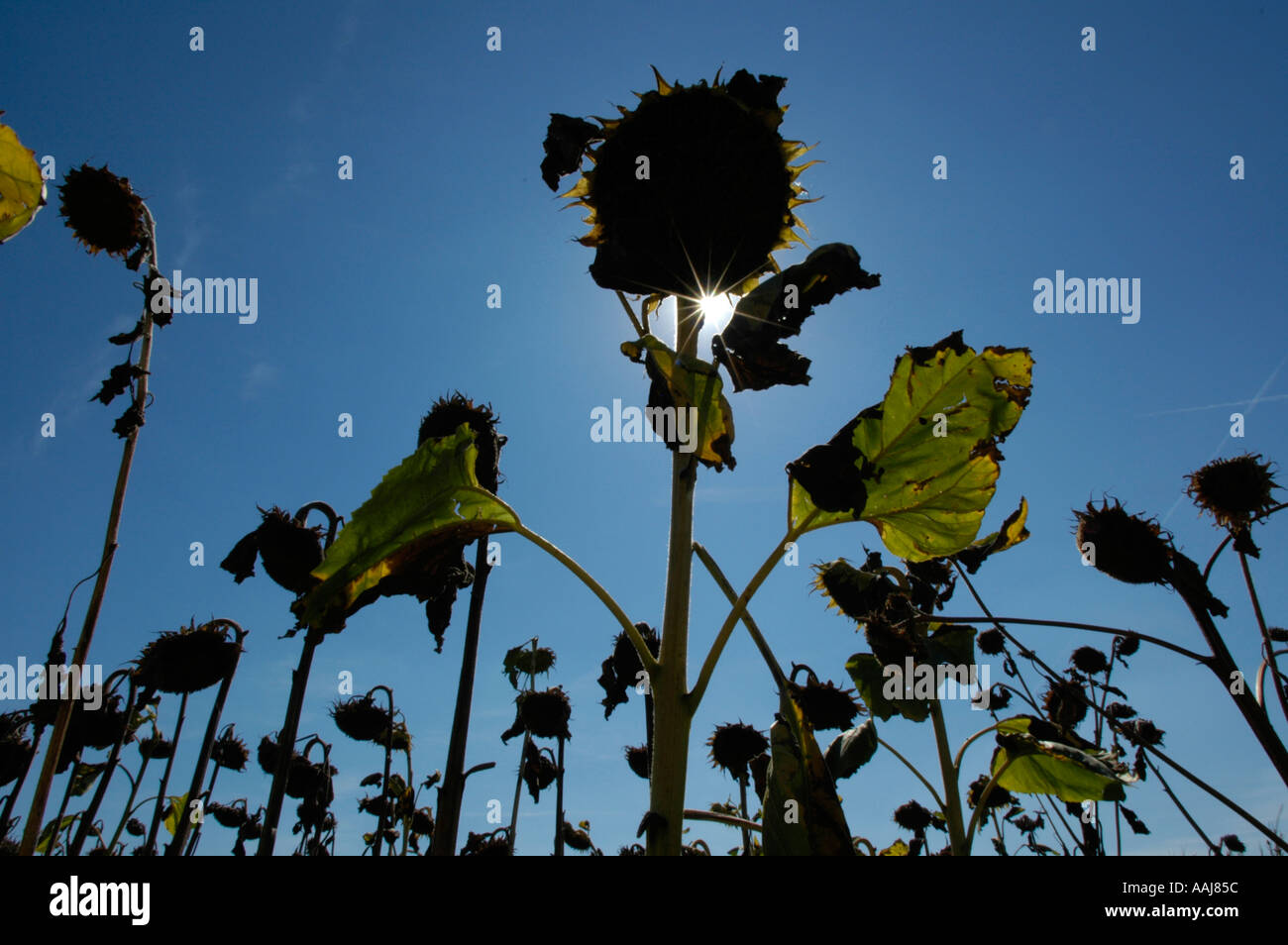 Reife Sonnenblumen im Feld Stockfoto