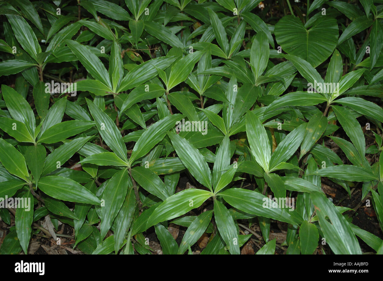 Grünen Regenwald Unterwuchs deckt eine sonnige Lücke in den Baumkronen decken dsc 0060 Stockfoto