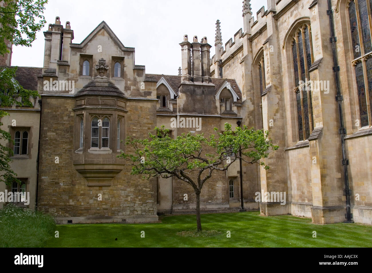 Newtons Apfelbaum vor Trinity College in Cambridge, England Stockfoto