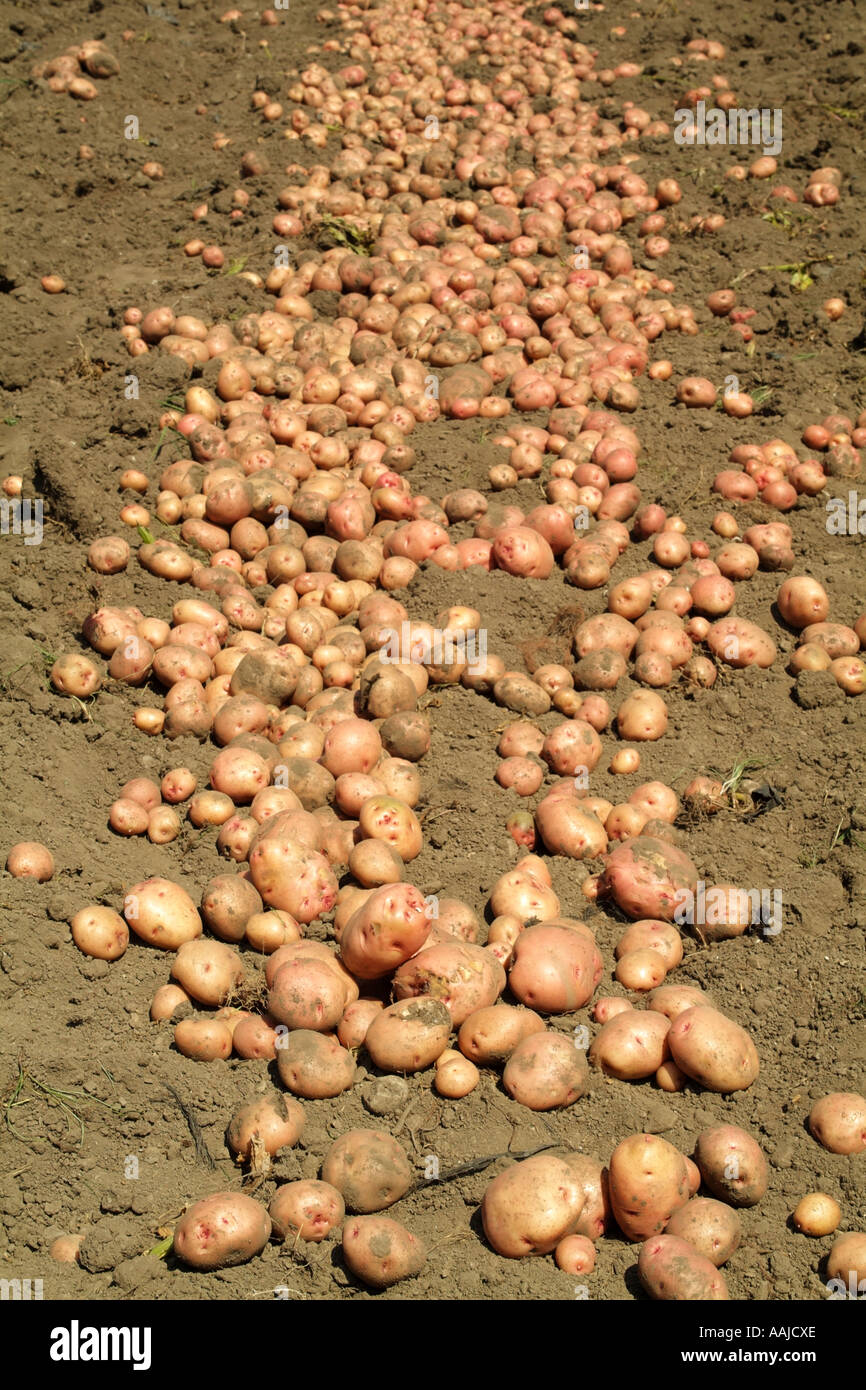 Kartoffeln La Roma Vielfalt auf den Boden legen. Erntezeit in Andalusien Spanien Europa Südeuropa Stockfoto