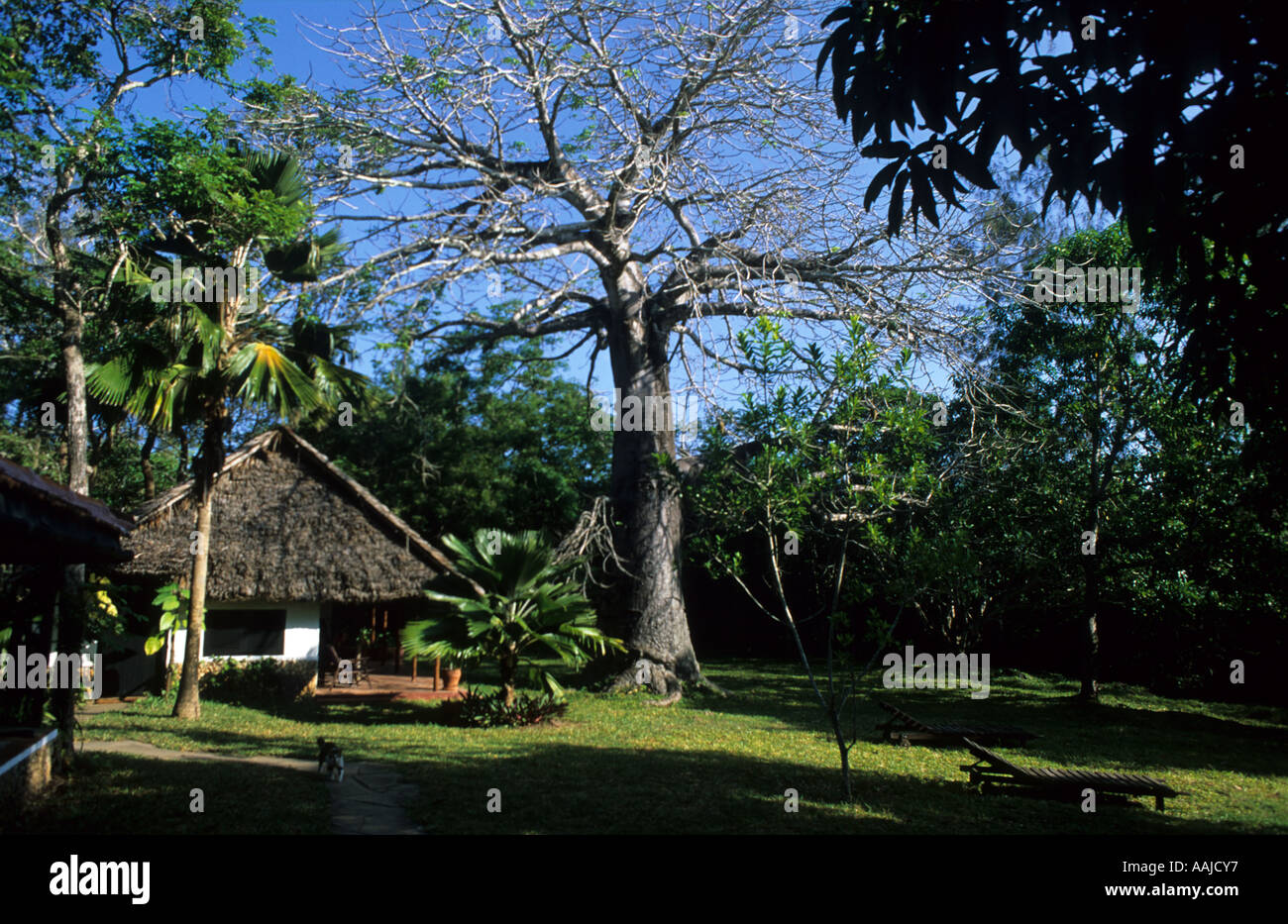 Baobab und Honeymoon Cottage, Diani House, Diani Beach, Kenia Küste, Afrika Stockfoto