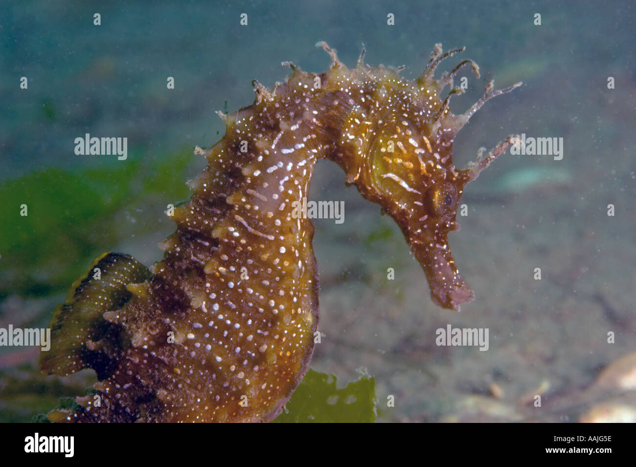 Dornige Seepferdchen Hippocampus Guttulatus an der Atlantikküste von Portugal in der Nähe von Faro am häufigsten gefunden UK Irland Nord-Norwegen Stockfoto