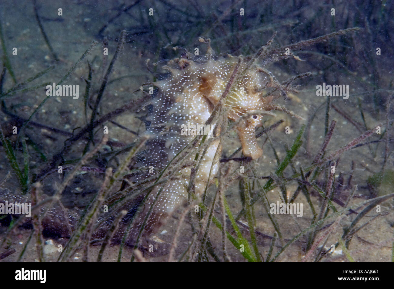 Dornige Seepferdchen Hippocampus Guttulatus an der Atlantikküste von Portugal in der Nähe von Faro am häufigsten gefunden UK Irland Nord-Norwegen Stockfoto