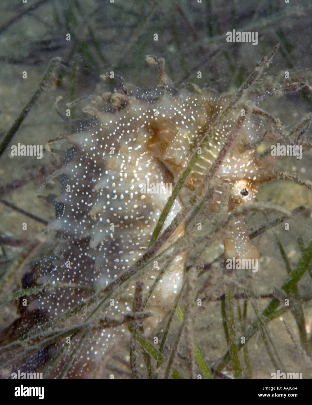 Dornige Seepferdchen Hippocampus Guttulatus an der Atlantikküste von Portugal in der Nähe von Faro am häufigsten gefunden UK Irland Nord-Norwegen Stockfoto